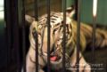Delhi Zoo - White Tiger